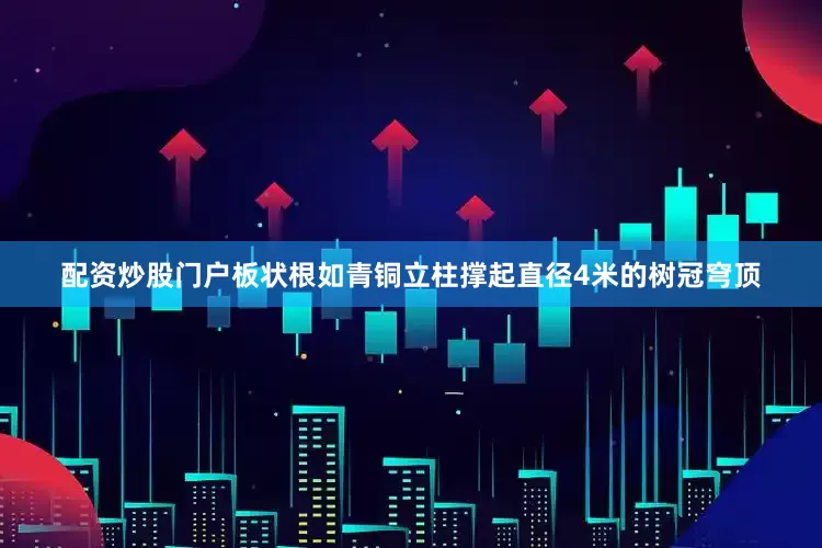 配资炒股门户板状根如青铜立柱撑起直径4米的树冠穹顶